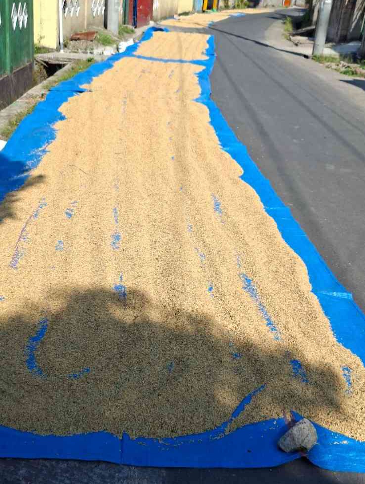Musim Panen, Warga Desa Rensing Lombok Timur Jemur Gabah di Pinggir Jalan