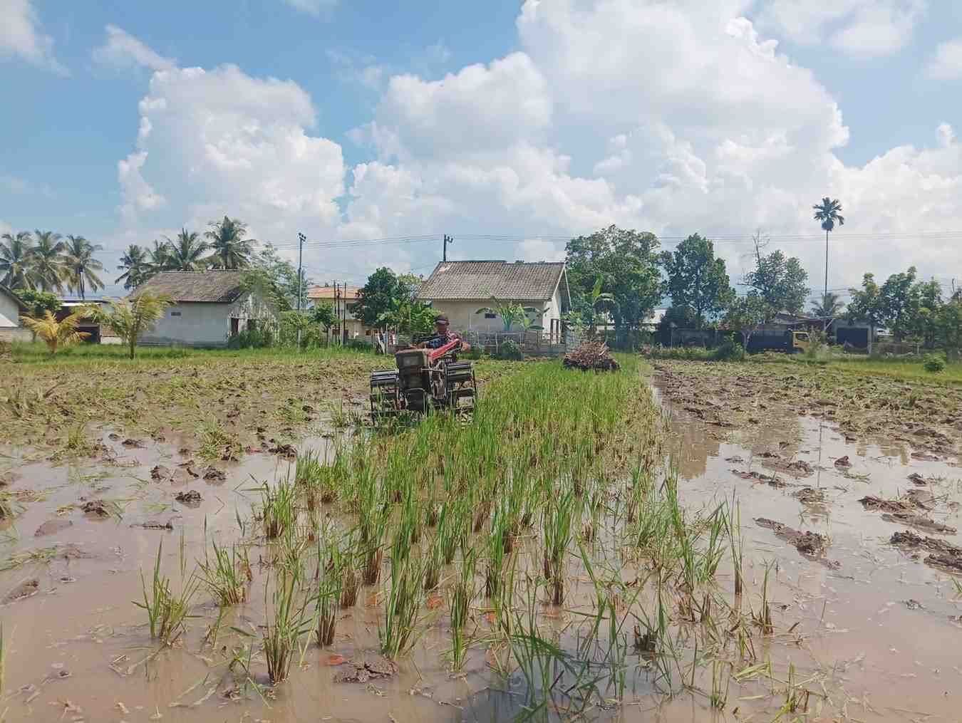 Musim Tanam Tiba, Petani di Sintung Lombok Tengah Mulai Tradisi 'Nenggale' dengan Traktor