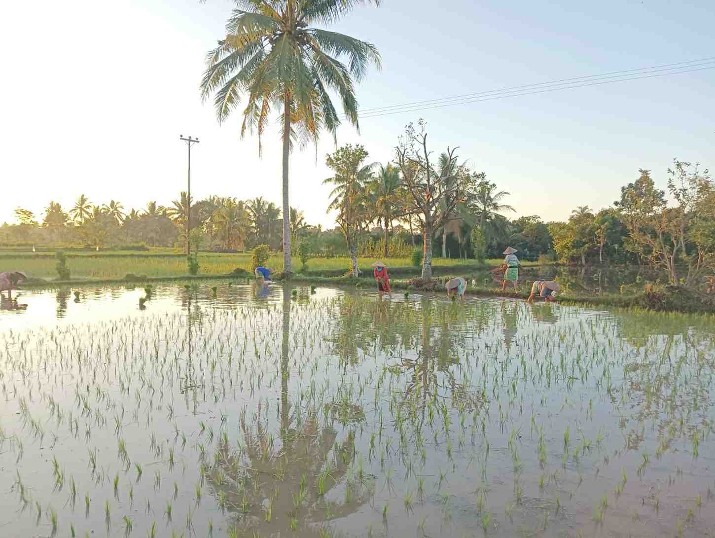 Musim Tanam Tiba, Petani di Pringgarata Lombok Tengah Mulai Proses Lowong Padi