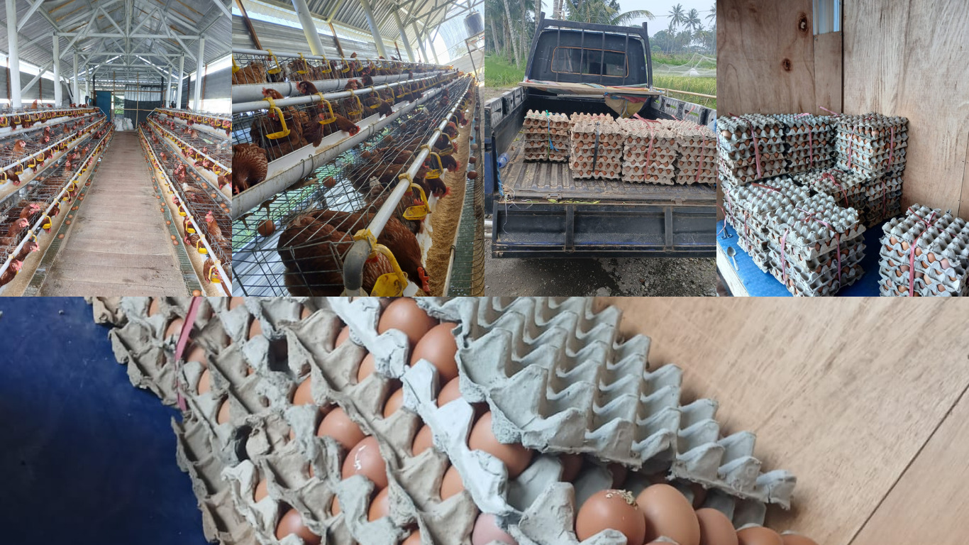 Inspiratif, Peternak Muda di Pengadangan Lombok Timur Sukses Kembangkan Usaha Ayam Petelur
