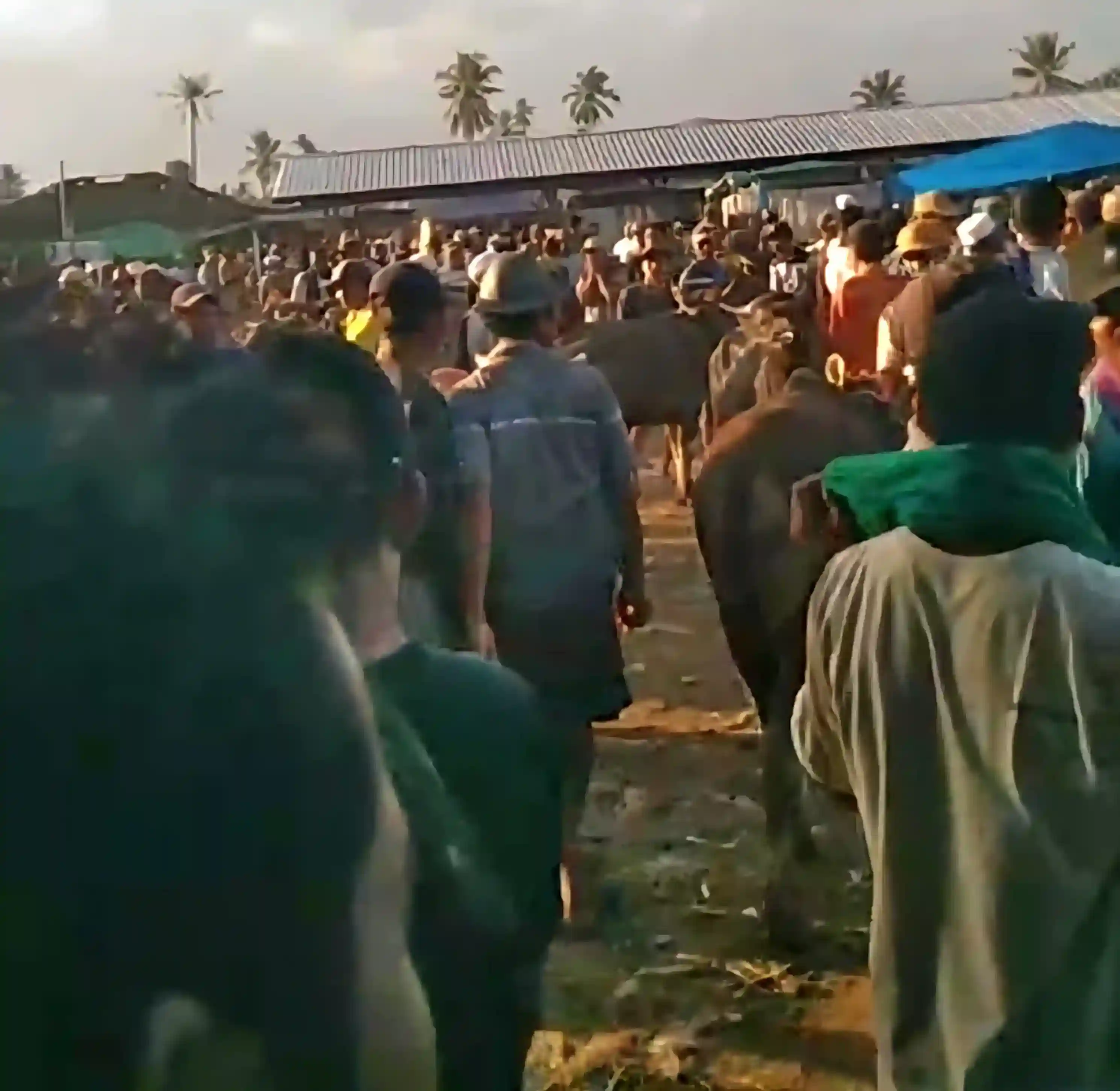 Pasar Sapi Masbagik Membeludak: Jadi Pilihan Utama Warga Lombok Timur Berburu Hewan Kurban